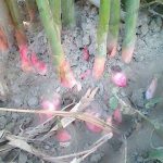 4.ข่าอ่อนที่กำลังแตกหน่อ
