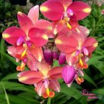 4.ดอกสีแดงอมส้ม-มีจุดแต้มสีเหลืองที่ปลายดอก