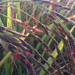 4.รวงข้าวสีน้ำตาลไหม้