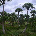 4.ระยะปลูกมะละกอ-2.50-เมตร