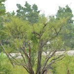 4.สนทรายที่มีโครงสร้างลำต้นแตกกิ่งก้านสาขา