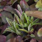 4.หน่อจุ่มบนโคนกาบใบที่มีน้ำขัง-เร่งการเจริญเติบโต-การแตกราก