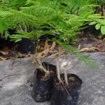 5.ชำ-3-กิ่ง