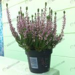 5.ต้น-calluna-มีหลากหลายโทนสี-เป็นไม้นำเข้าจากฮอลแลนด์