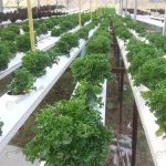 6.กรีนโอ๊ค