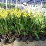 6.การห่อดอกเพื่อป้องกันดอกช้ำขณะจัดส่ง