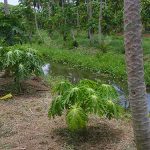 6.ฉีดพ่นกำจัดแมลง