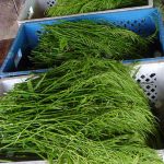 6.ผลผลิตที่เก็บได้