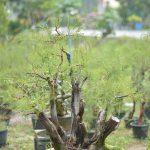 6.สนทรายแบบสวนป่า