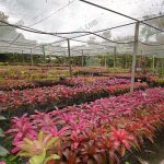 6.ใส่ปุ๋ยสูตรที่มีตัวกลางและตัวท้ายสูง