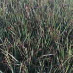 7.ข้าวไรซ์เบอรี่ออกรวงเต็มแปลงนา