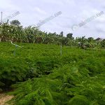 7.สวนชะอม