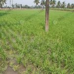 7.แปลงนาข้าวอินทรีย์