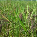 8.แปลงนาข้าว