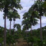 9.ปลูกมะละกอตามแนวร่อง