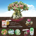 Sotus-ออสโมโค้ท ชวนชม