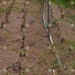 ตัดแต่งกิ่งโดยตัดเหลือไว้-1-คืบ