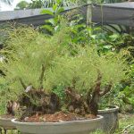 บอนไซสนทรายทรงสวนป่า-ไม้เด่น-ที่นักเล่นต้องมี