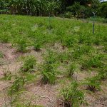 เริ่มแตกกิ่งใหม่หลังตัดแต่งกิ่ง