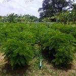 ให้น้ำโดยระบบสปริงเกลอร์