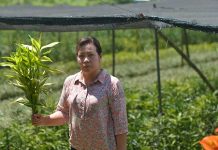 คุณเสาวลักษณ์ วงศ์สิรเจริญ ผู้ผลิต ไผ่กวนอิม จ.เชียงราย