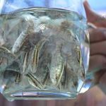 ปลากะพง เลี้ยงปลากะพง ลูกปลากะพงขาว