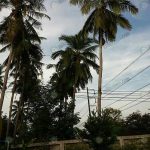 1.ผลผลิตมะพร้าวภายในพื้นที่
