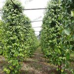 2.สวนพริกไทยพันธุ์มาเลเซียในพื้นที่-3-ไร่