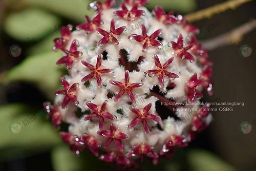 3.Hoya-Erythrostemma-มีสีของดอกและมงกุฏแตกต่างกันไป