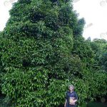 3.ต้นมังคุดอายุ-100-กว่าปี