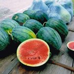 3.ผลผลิตแตงโมสีสันออกมาสวยสมบูรณ์