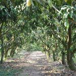 3.สวนมะม่วงเนื้อที่-100-กว่าไร่