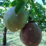 3.สายพันธุ์เสาวรส