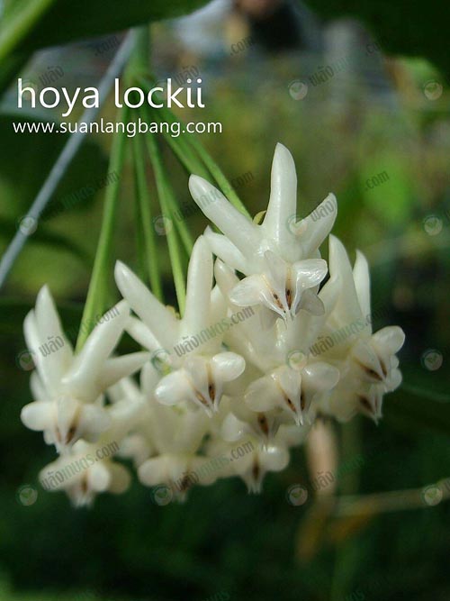 4.Hoya-lockii-เป็นสายพันธุ์หายาก-มีลักษณะคล้ายดาวหาง