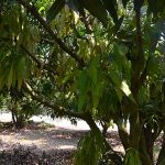 4.การตัดแต่งกิ่งเพื่อแตกใบอ่อน