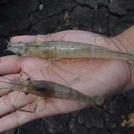4.กุ้งขาวและกุ้งก้ามกรามที่เลี้ยงร่วมกันในบ่อ