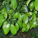 4.ความสมบูรณ์ของใบอ่อนต้นมังคุด