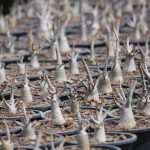 4.ชวนชมต้นขนาดเล็ก-แต่ทำรากสไตล์สมานแล้วทุกต้น