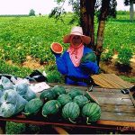ปลูกแตงโมอินทรีย์ ตั้งร้านขายแตงโมก็มีคนมาซื้อถึงที่