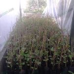 4.ต้นพันธุ์เสาวรสหวานพร้อมปลูก