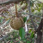 4.ลูกทุเรียนกำลังโต