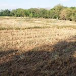 4.แปลงนาไรซ์เบอรี่ที่เพิ่งเกี่ยวไป