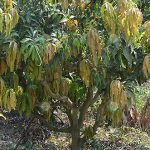 5.ดูแลรักษาใบอ่อนมะม่วง