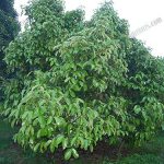 5.ต้นมังคุดแตกใบอ่อนที่ค่อนข้างสมบูรณ์-ใบใหญ่-หนา