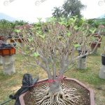 5.สไตล์การสร้างรากและแต่งรากราชินีพันดอกกิ่งตอน