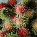 5.เงาะที่สามารถเก็บได้ภายในสวนแห่งนี้