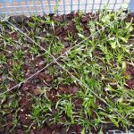 5.เฟินเริ่มมีใบจริงให้แยกปลูก-ก่อนลงกระถางขนาดเล็ก