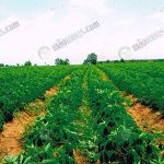 5.ไร่มันสำปะหลังที่สมบูรณ์