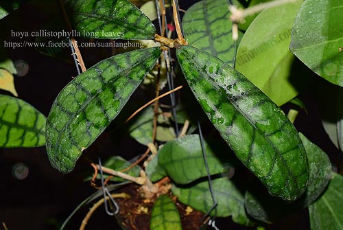 6.callistophylla-long-leaves-มีเส้นลายใบเด่นชัด-สวยมาก