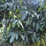 6.ต้นมะม่วงเขียวเสวย